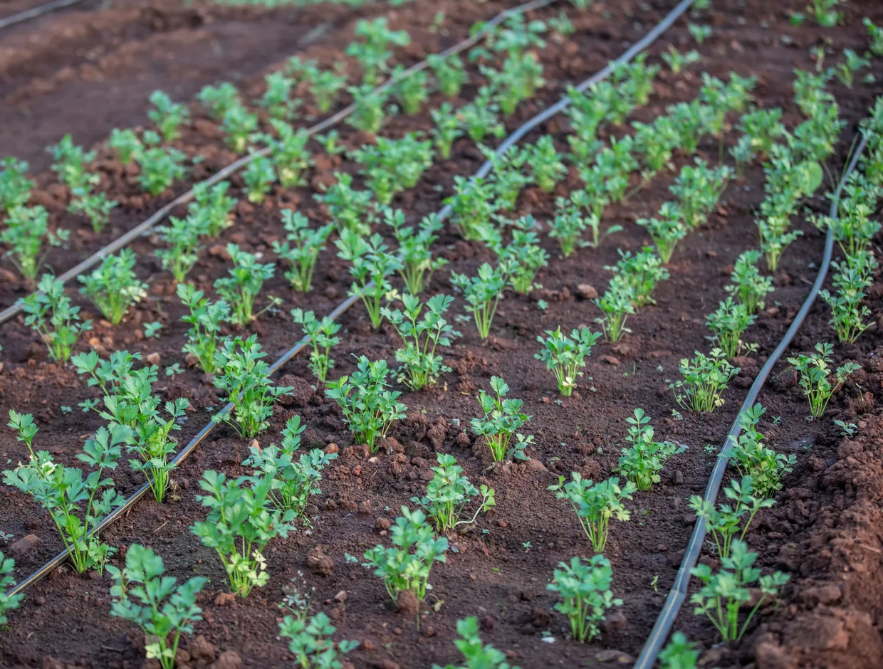 Drip Irrigation